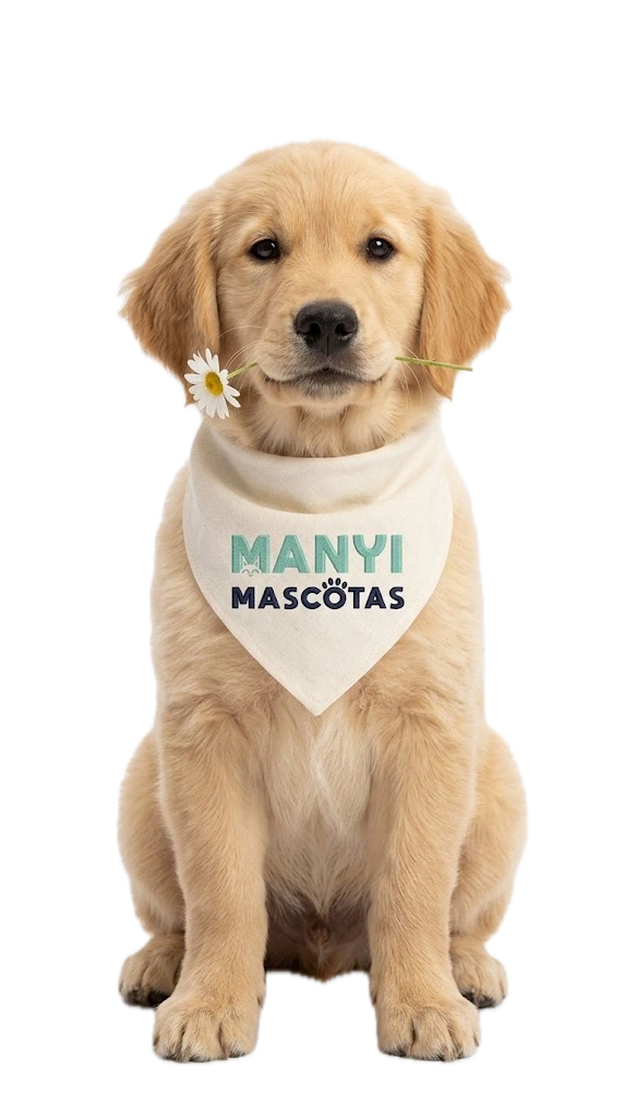 Cachorro golden retriever con bandana de Manyi y una flor en la boca
