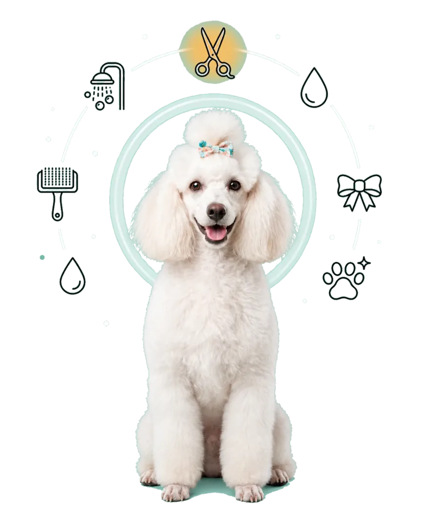 Poodle blanco recién peluqueado rodeado de iconos del spa