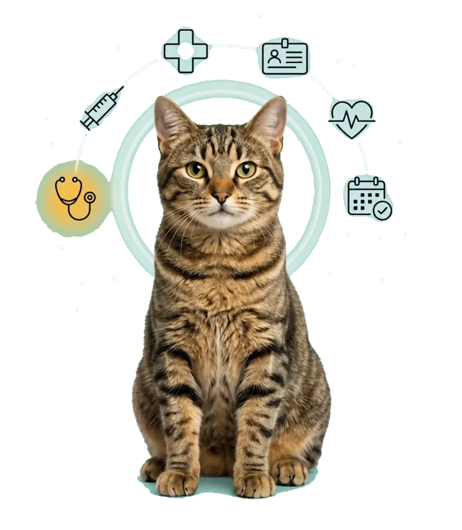 Gato